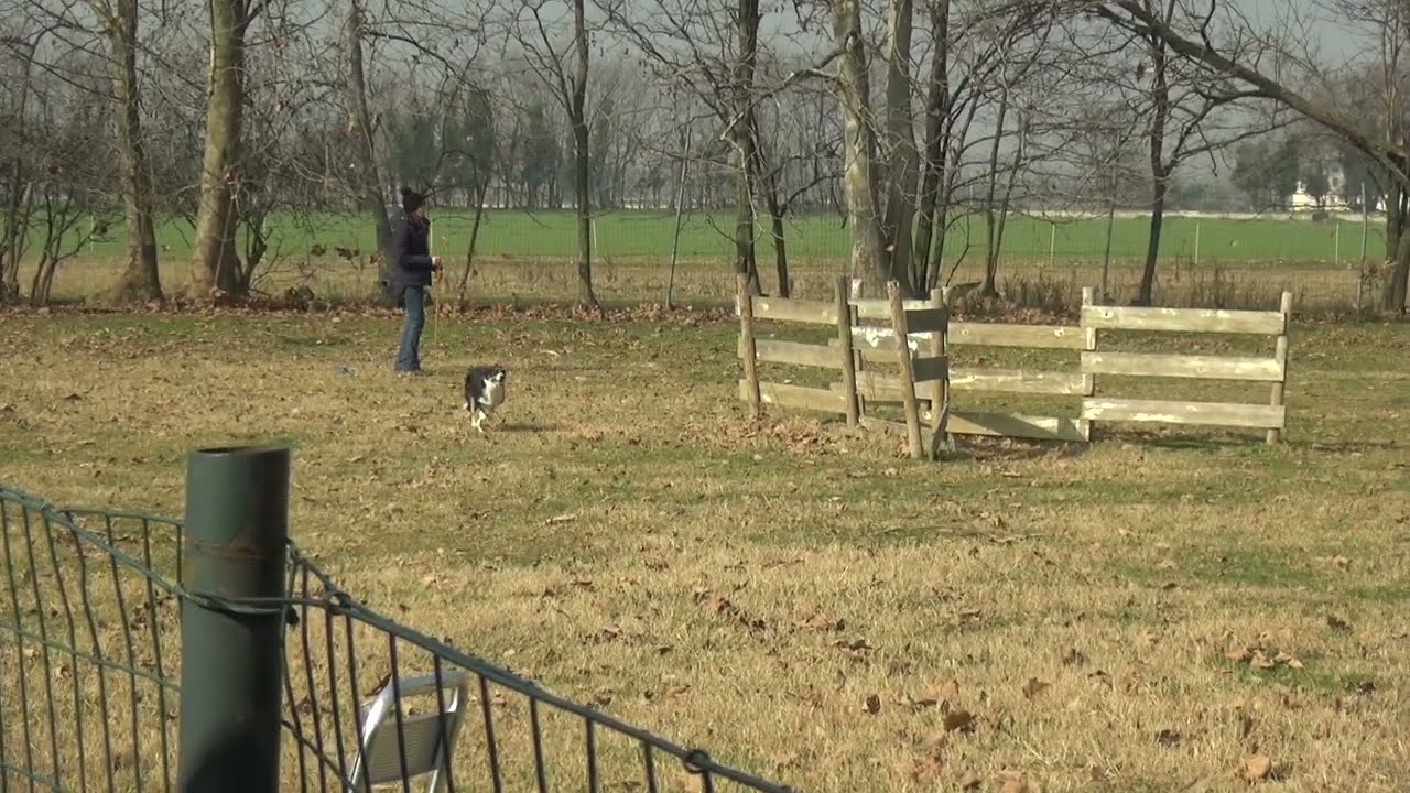 Sheepdog CSEN - Calcinate 20/02/2022 - Alessandra Scati con Tess 2^ in classe ADVANCED 1° RUN