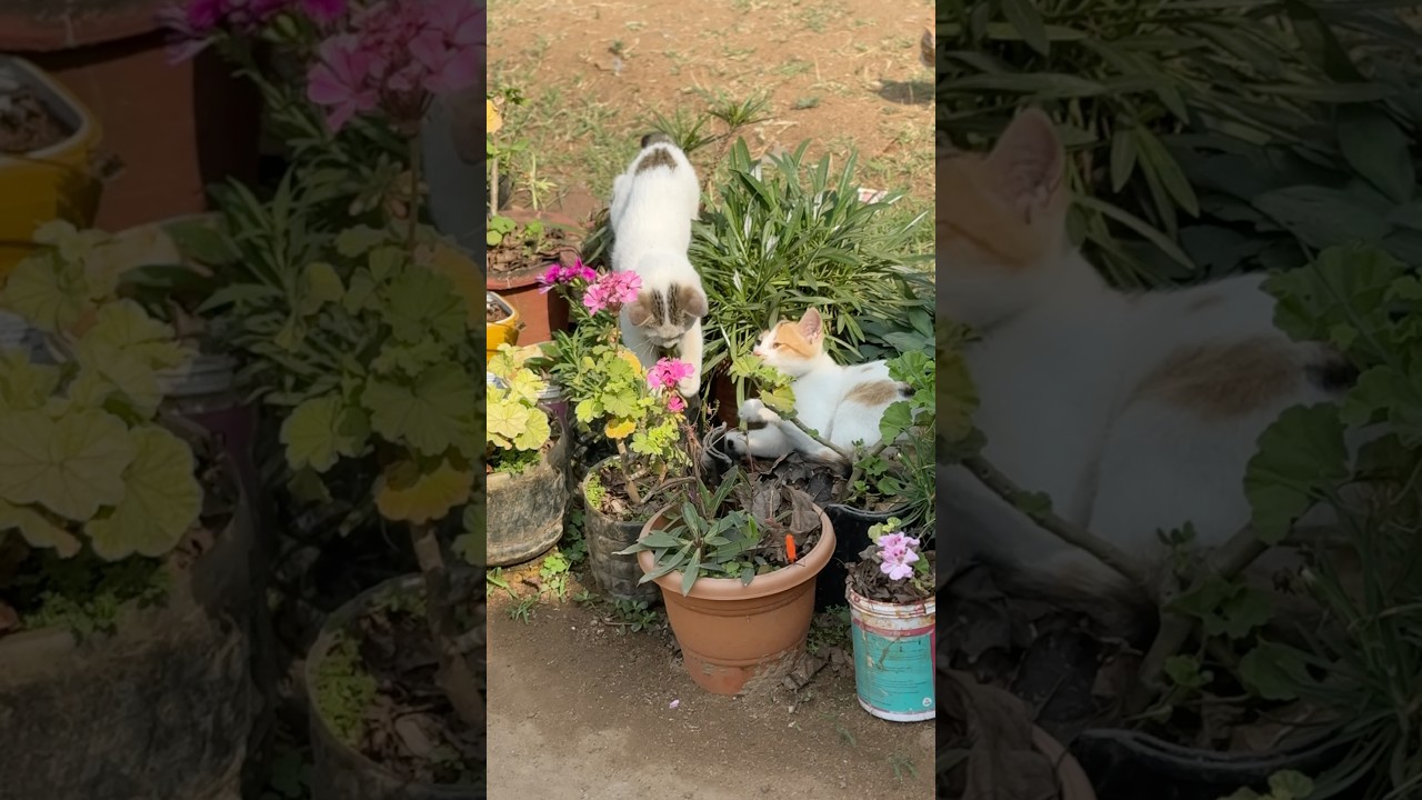 #cat #flowers #trendingshorts #viralshorts #shorts #shortsfeed #ytshorts #pets
