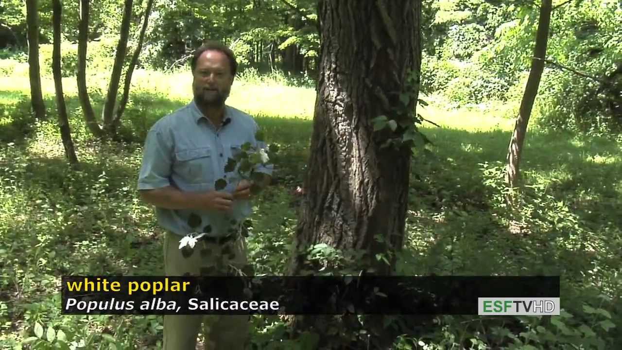 Trees with Don Leopold - white poplar