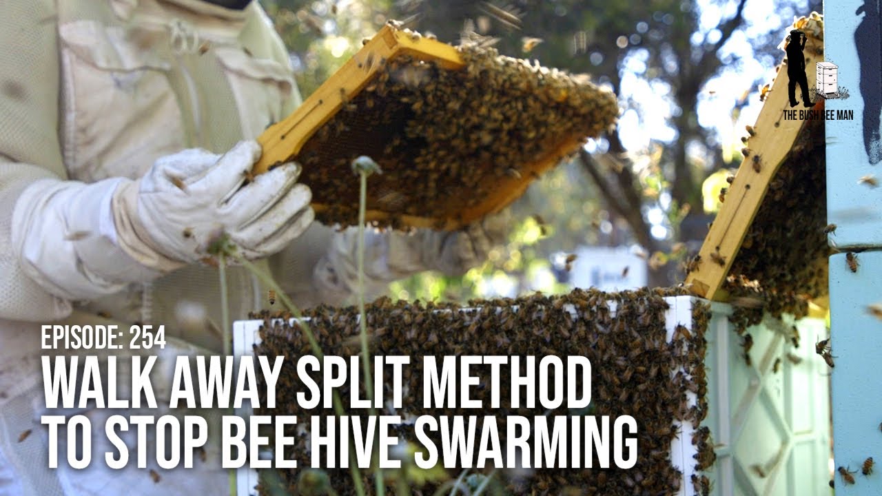 Splitting Beehives using the Walk Away Split Method to Stop Bee Hive Swarming  | The Bush Bee Man