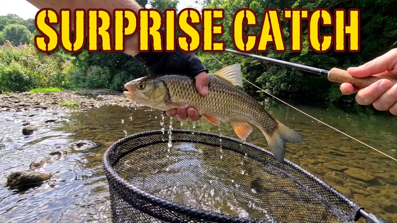 UNEXPECTED CHUB Fly Fishing on the River Darwen (The One That Was NOT a Trout!)