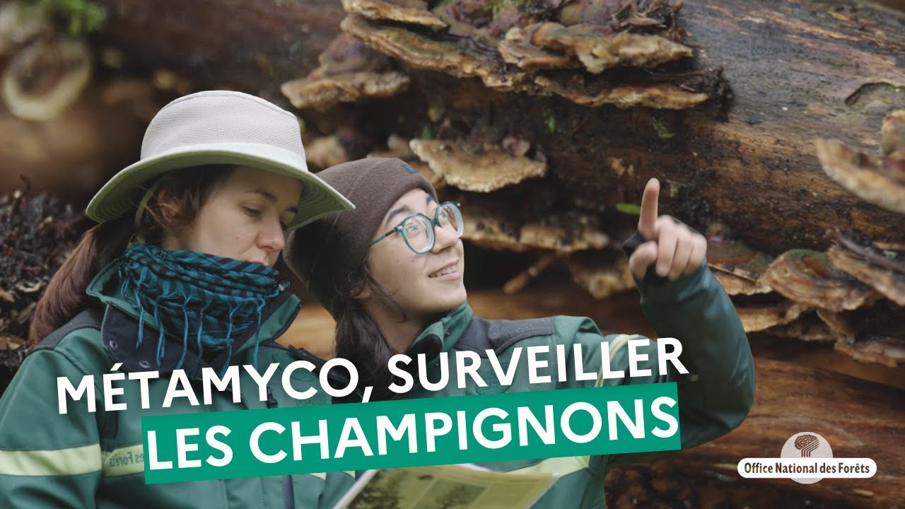 MétaMyco : quand les naturalistes de l'ONF surveillent les champignons