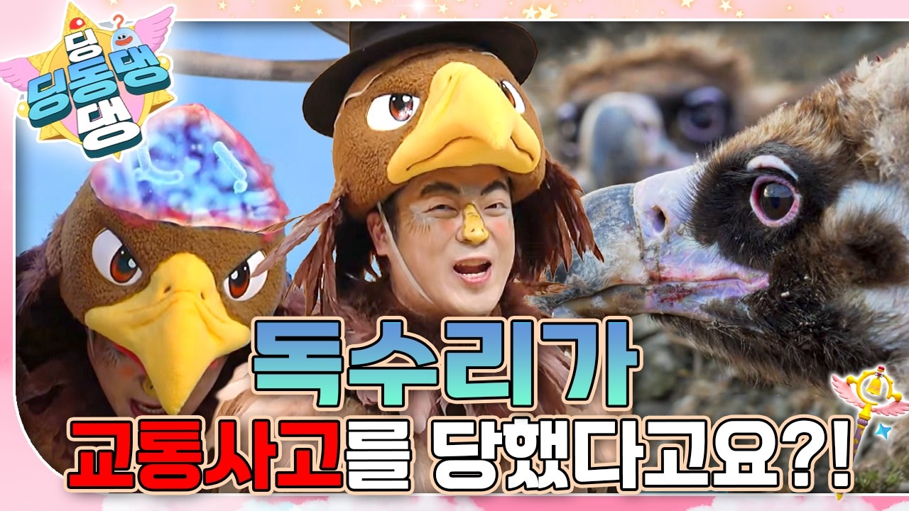 몽골에서 날아온 독수리, 독철 환자가 도착했어요! 🦅ㅣ딩동댕 딩동댕ㅣ독수리가 교통사고를 당했다고요?!