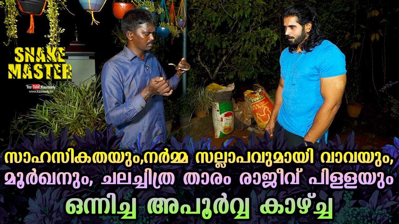 നർമ്മ സല്ലാപവുമായി വാവയും,മൂർഖനും, ചലച്ചിത്ര താരം രാജീവ് പിള്ളയും ഒന്നിച്ച കാഴ്ച്ച |SnakemasterEP614