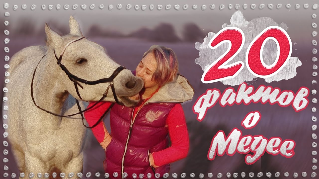 20 фактов о моей лошади