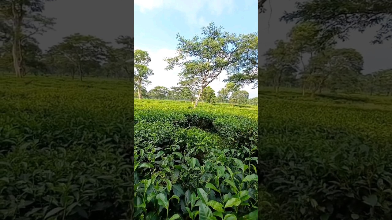 #Incredible Tea garden of eastern Nepal (Jhapa)