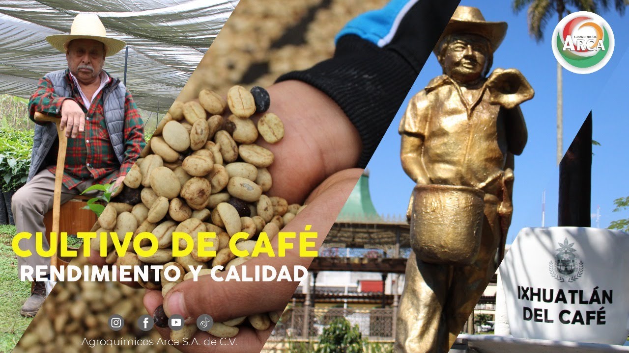 Cultivo de Café || Productores Mexicanos || Manejo Integrado || Métodos de Cultivo || Cosecha