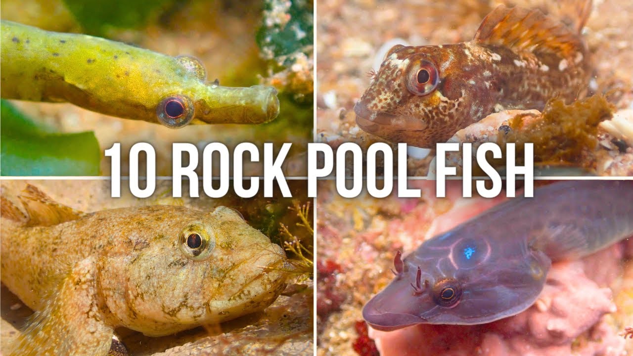 10 Amazing Fish YOU Can Find in UK Rock Pools!