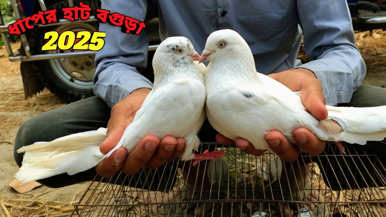 ধাপের হাটে বিভিন্ন কবুতরের দাম দর-২০২৫||Pegion price bd-2025||ধাপের হাট বগুড়া||Dhaper Hat Bogura||