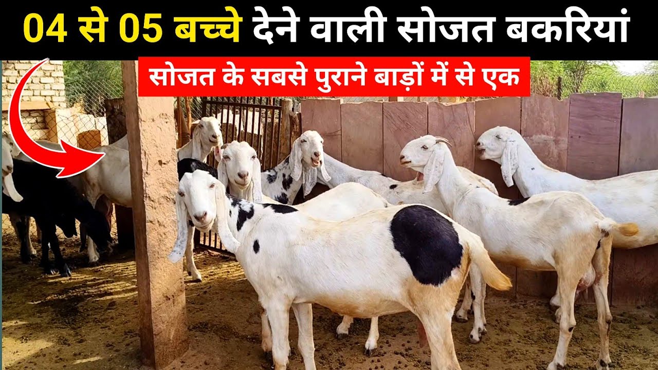 04 से 05 बच्चे देने वाली सोजत की बेहतरीन बकरियां| Sojat goat farming in India| Harish Yadav