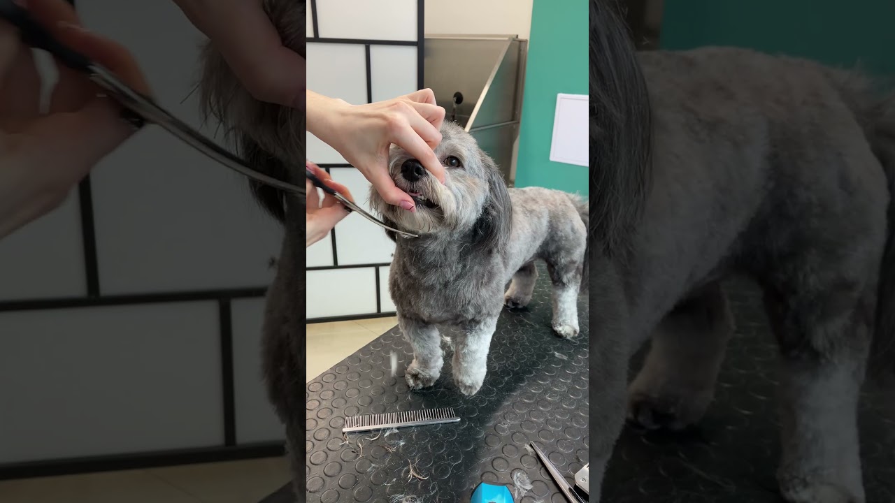 Havanese dog face trim