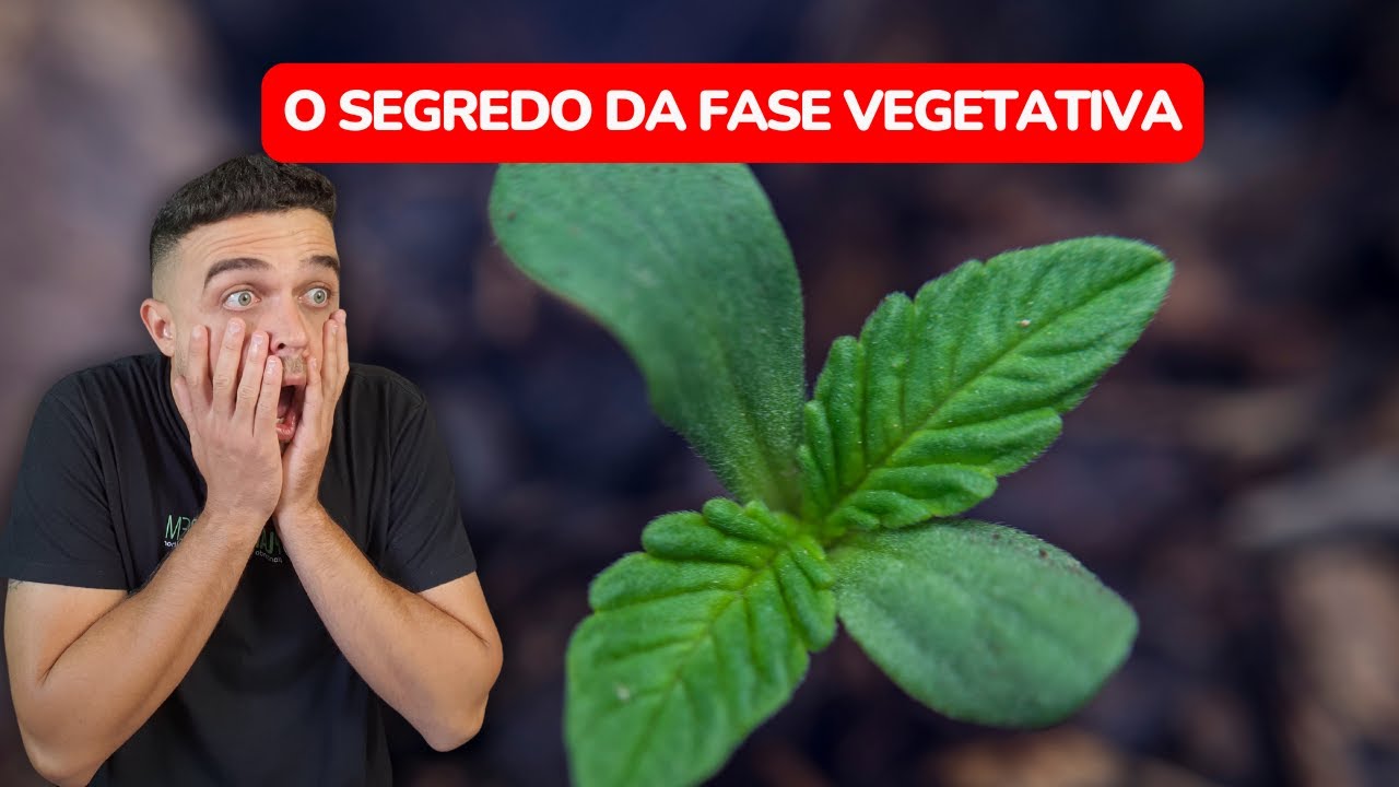 O segredo da fase vegetativo