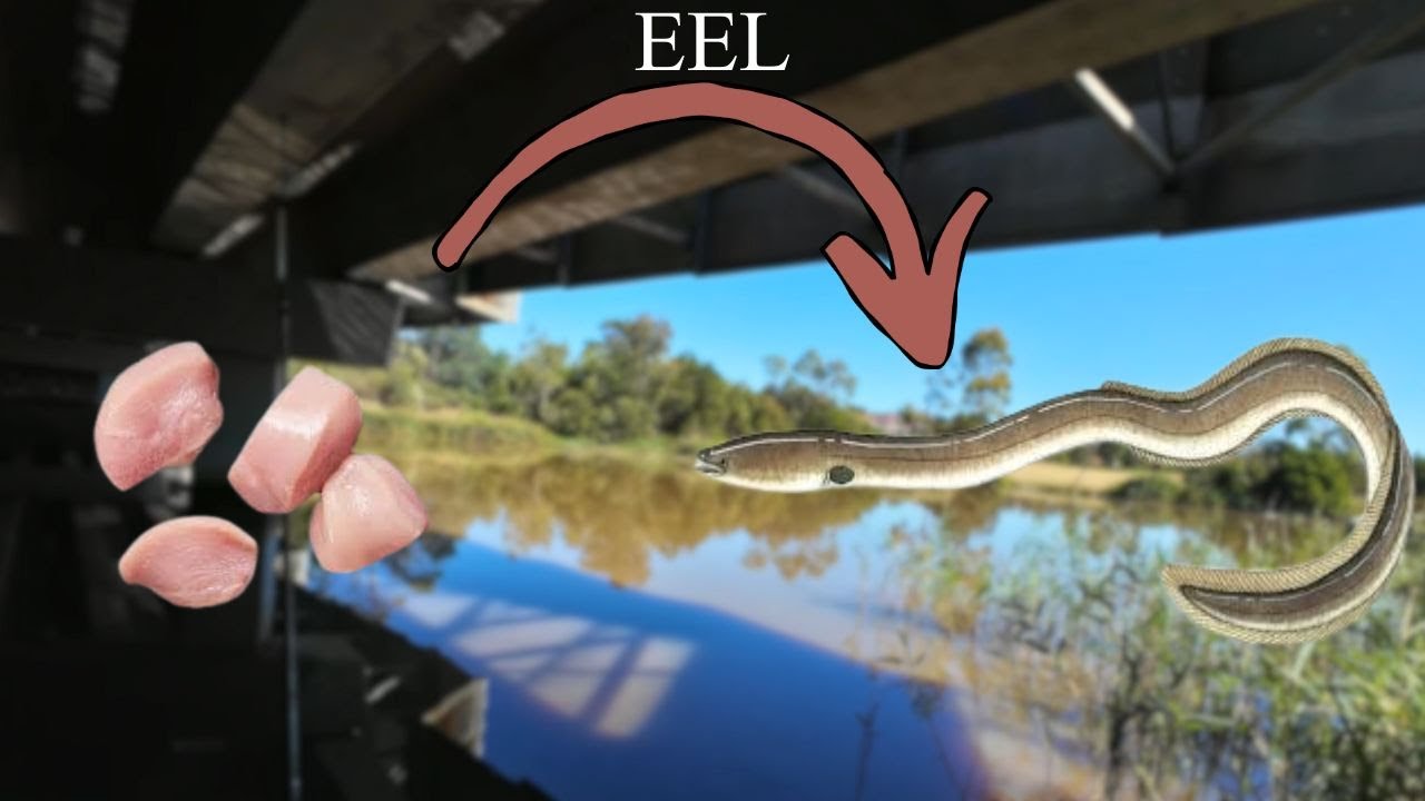 How to Catch Carp and Eels in an Urban Lake!