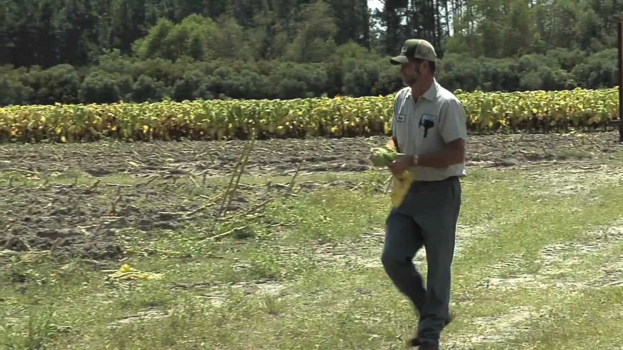 Georgia Tobacco Harvest Is Underway
