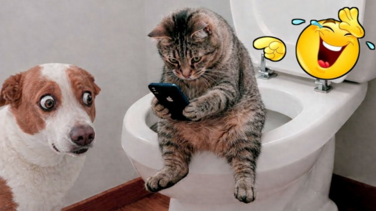The Moment the Cat Realizes the Dog Is Annoying