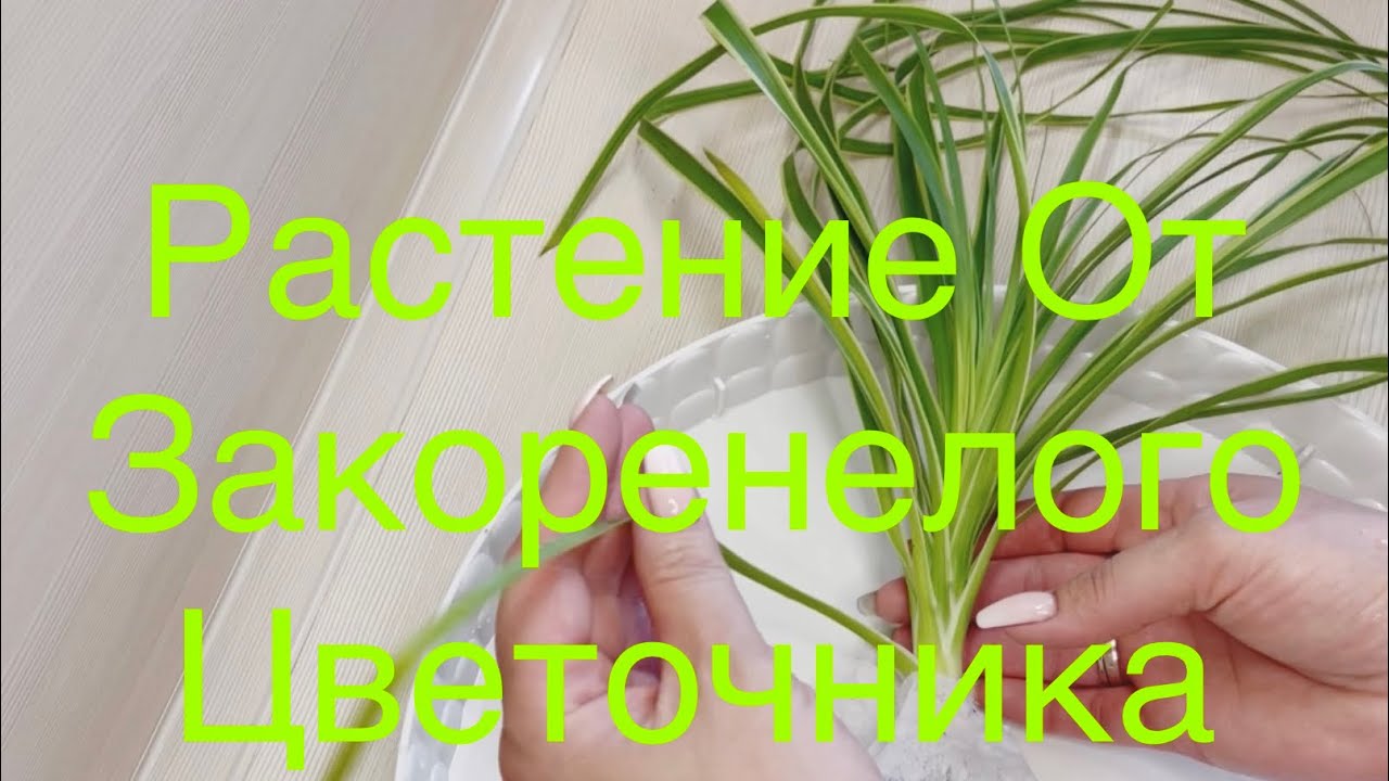 Посылка с Пестролистной Нолиной
