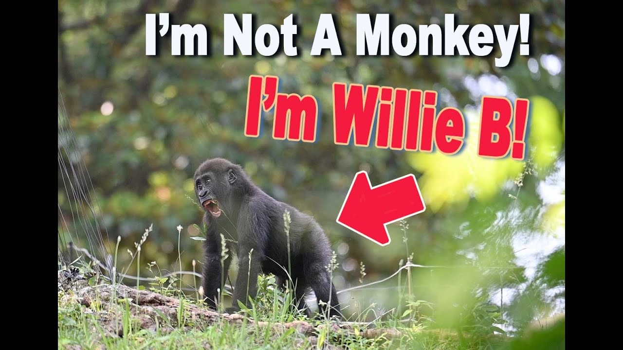 Baby Willie B is not really a baby anymore!