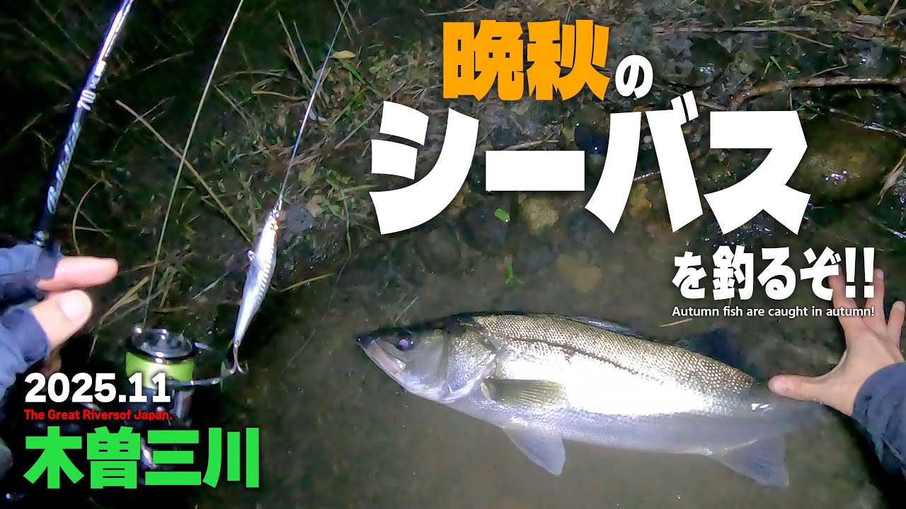 晩秋の木曽三川を釣る！真夜中のリバーシーバス釣行!!
