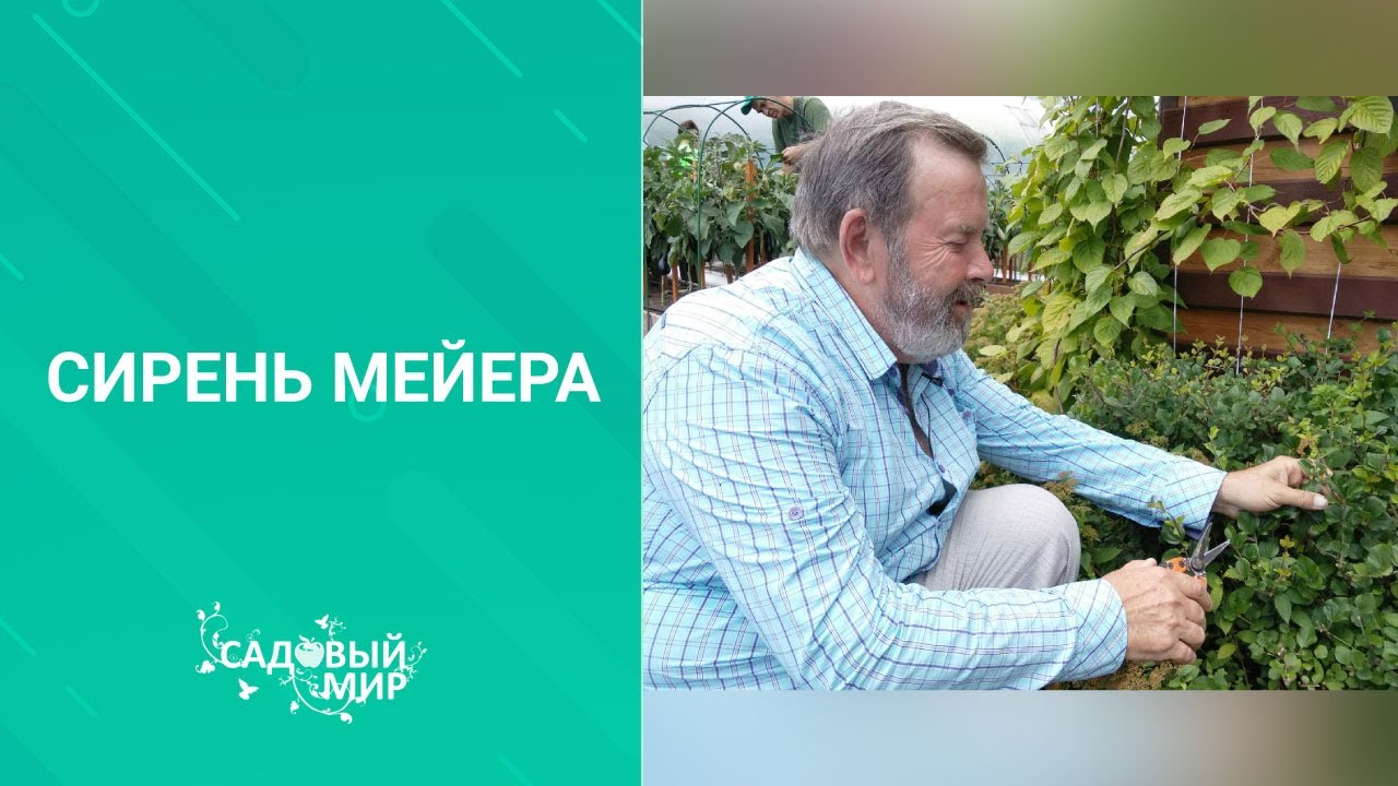 СУПЕР ароматная Сирень Мейера украсит ландшафтный дизайн любого сада. Посадка и уход.