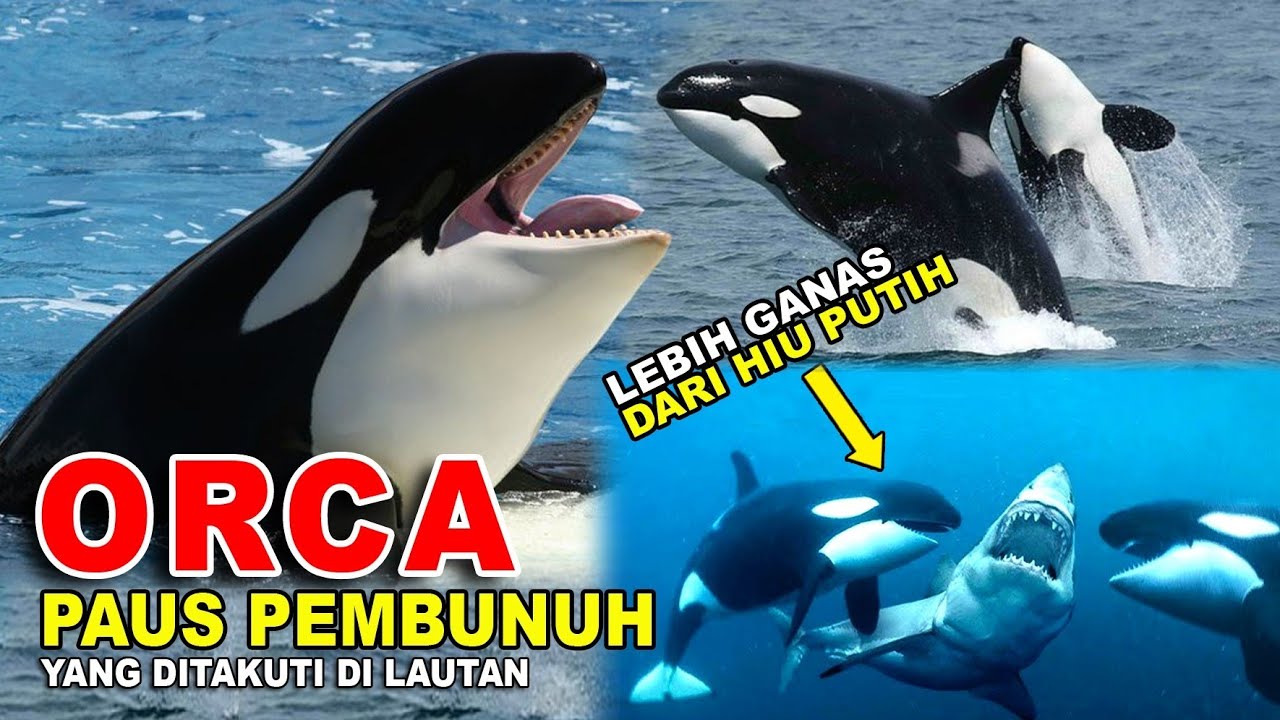 PAUS ORCA, PAUS YANG DITAKUTI DI LAUTAN