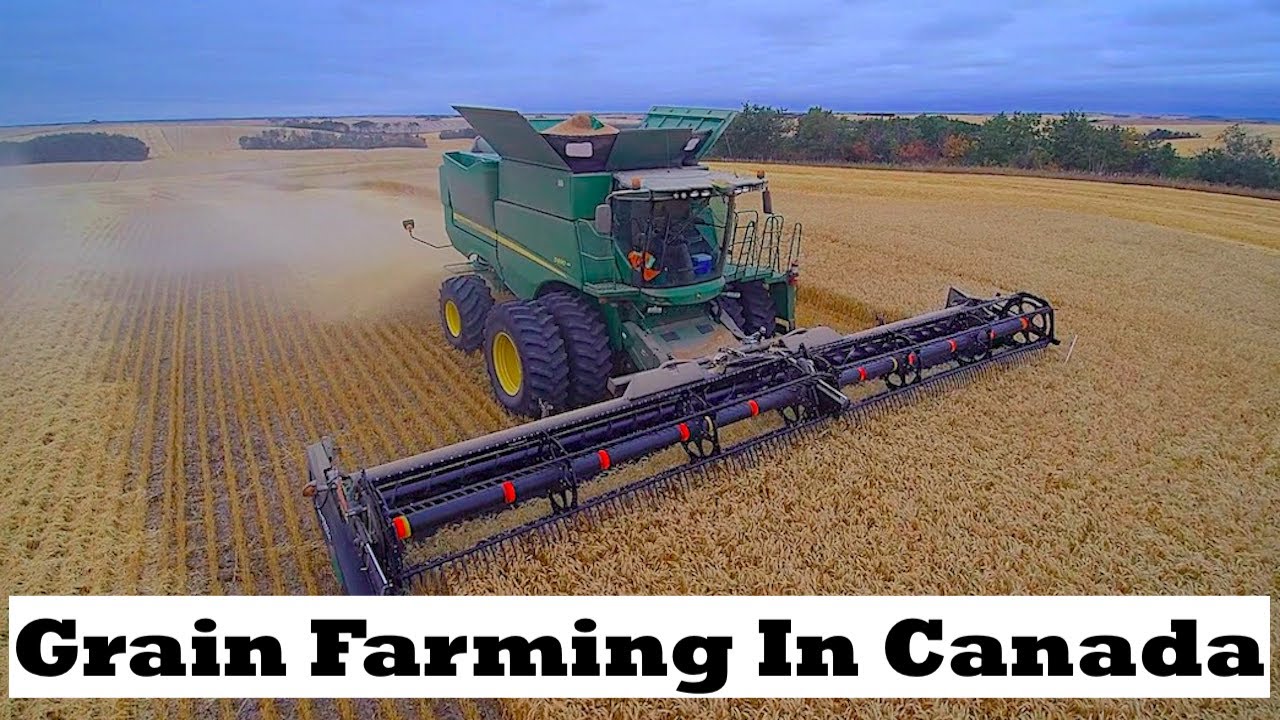 Combining Wheat In The Rolling Saskatchewan Hills