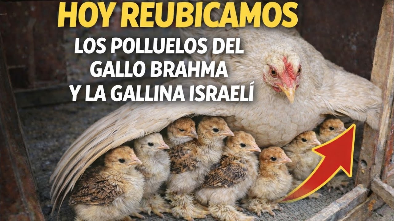 REUBIQUÉ LOS POLLUELOS AL GALLINERO… ¡Y PASÓ ESTO! 🐥🏡 | Así se adaptan los pollitos a su nuevo hogar