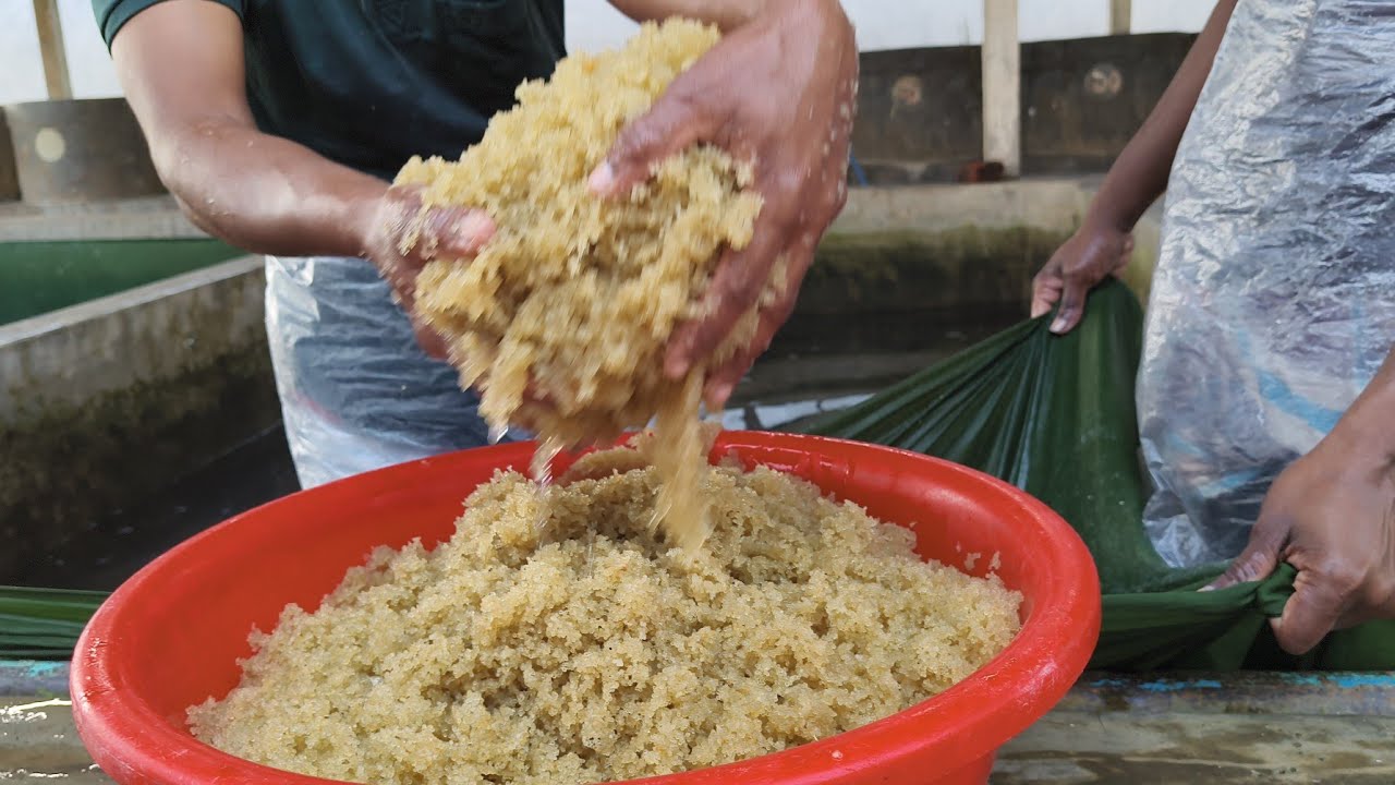 প্রাকৃতিক উপায়ে কার্ফু ডিম রেনু উৎপাদন || রেনুমাছ চাষ করার সফলতা।| ভাল জাতের ডিম