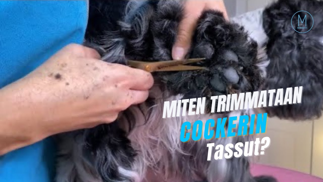 Cockerspanielin trimmaus: Tassut