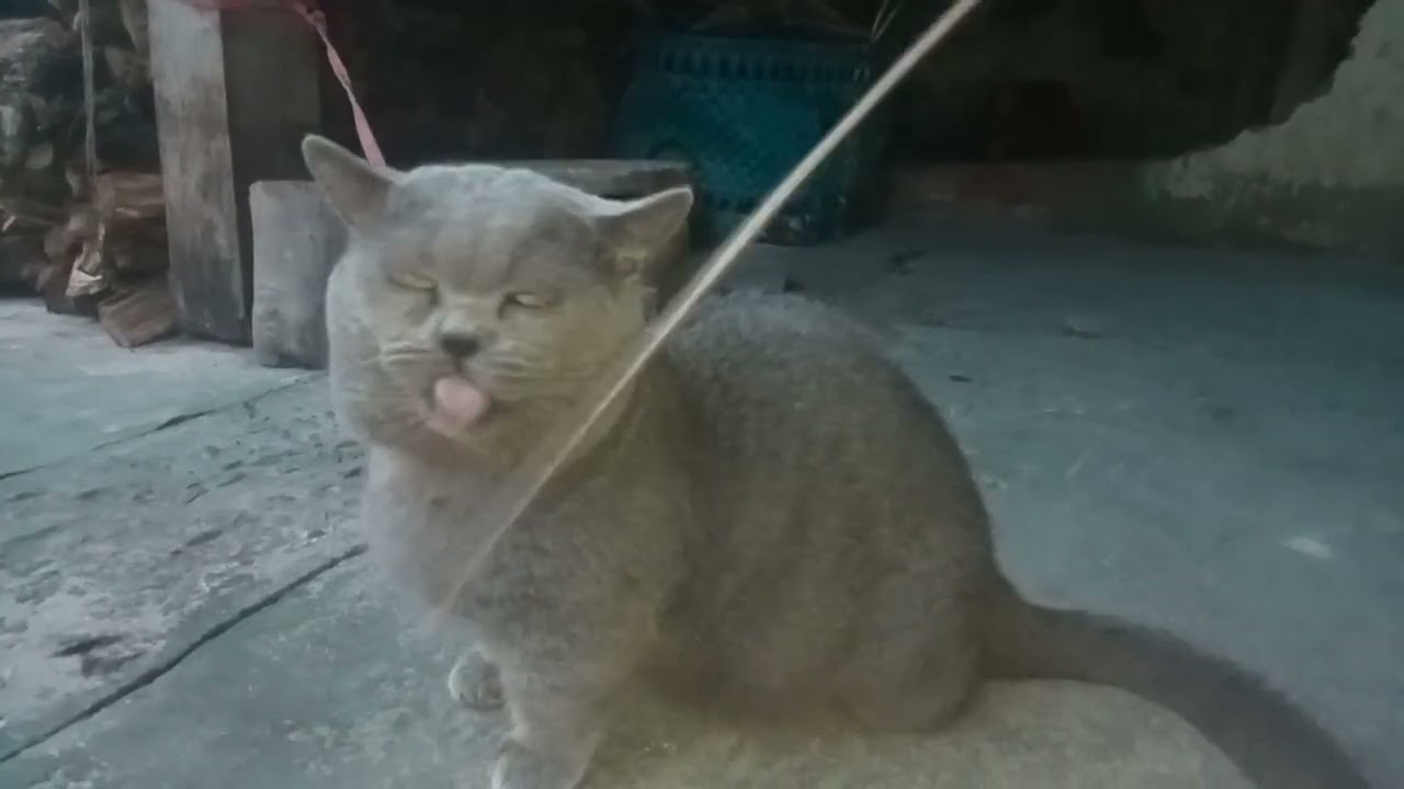 Quay cảnh trước tết