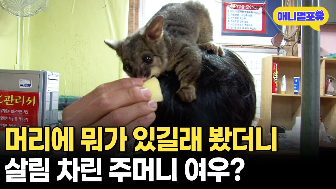 인형 머리띠 아닙니다. 실제 주머니 여우가 살고 있습니다ㅋㅋㅋㅣKBS 생생정보 200419 방송