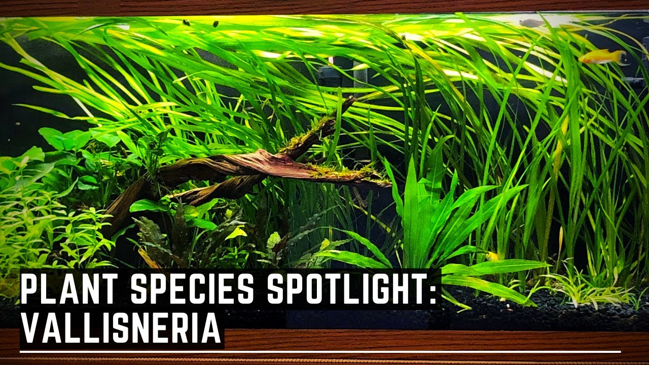 Plant Species Spotlight - Vallisneria - How to care for Vallisneria