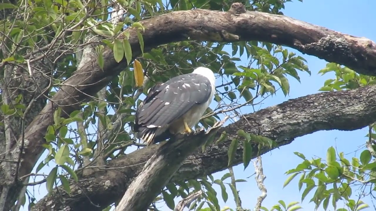 Gavi&atilde;o-branco White Hawk (Pseudastur albicollis)
