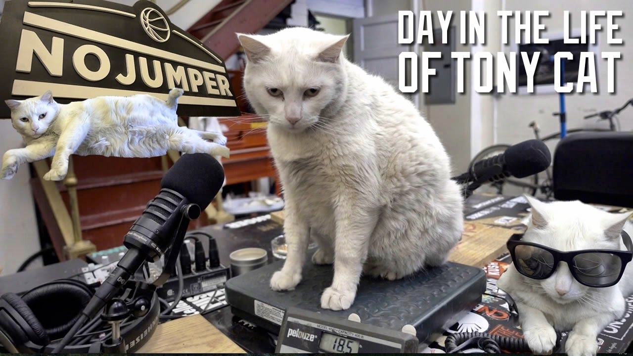 A DAY IN THE LIFE OF TONY CAT (A 19LB MONSTER!)