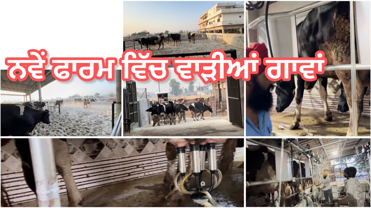 ਨਵੇਂ ਛੈਡ ਵਿੱਚ ਵਾੜੀਆ ਗਾਵਾਂ Numberdar farm