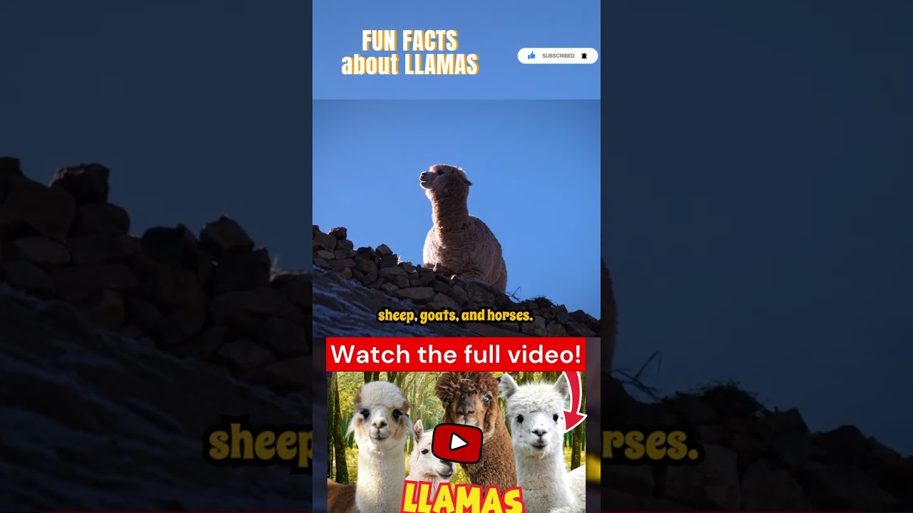 Fun facts about llamas Part 13 #lama #lamas #tier #tiere #exotischeTiere