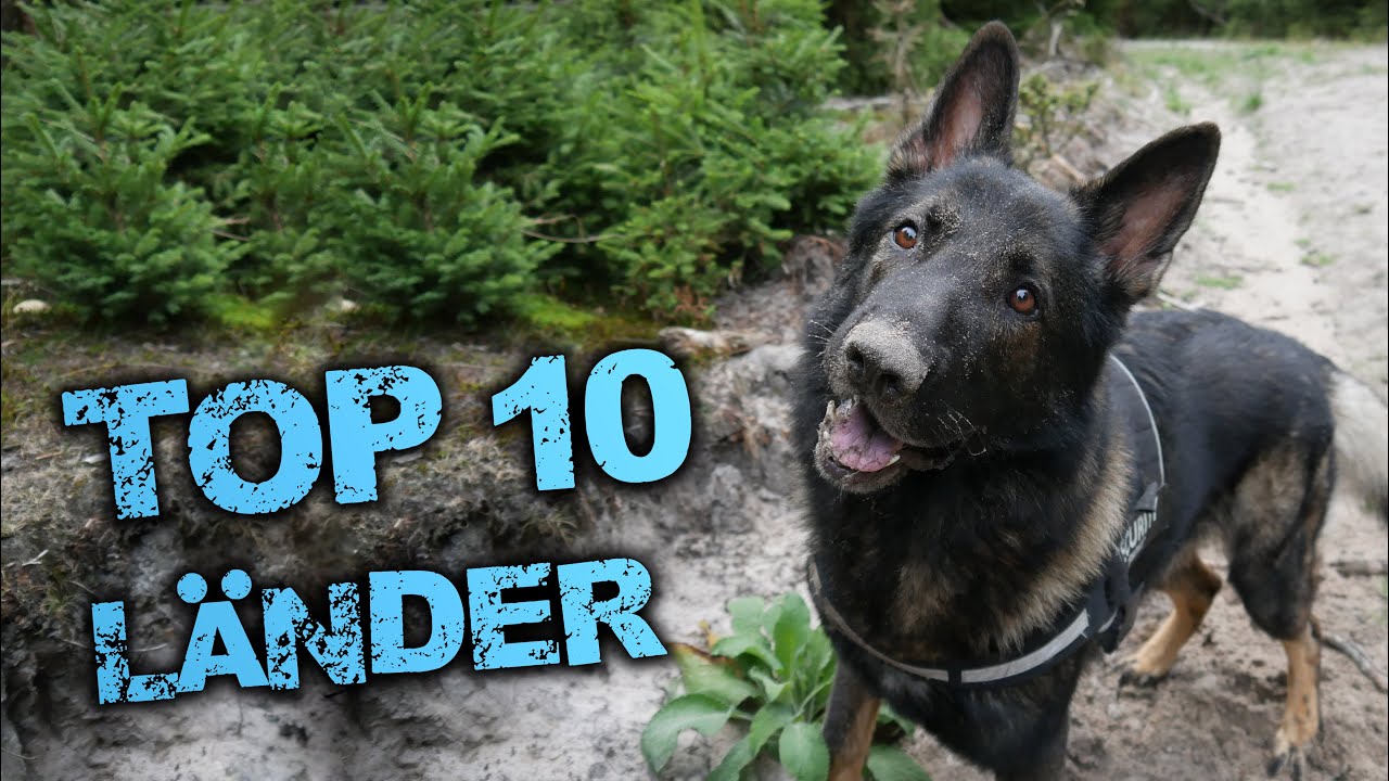 DEUTSCHER SCHÄFERHUND | BELIEBTHEIT NACH LÄNDER | DDR Linie