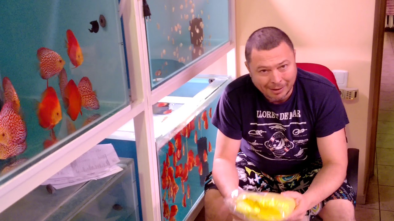 Как я дискусов лечу. Дискусы Одессы.