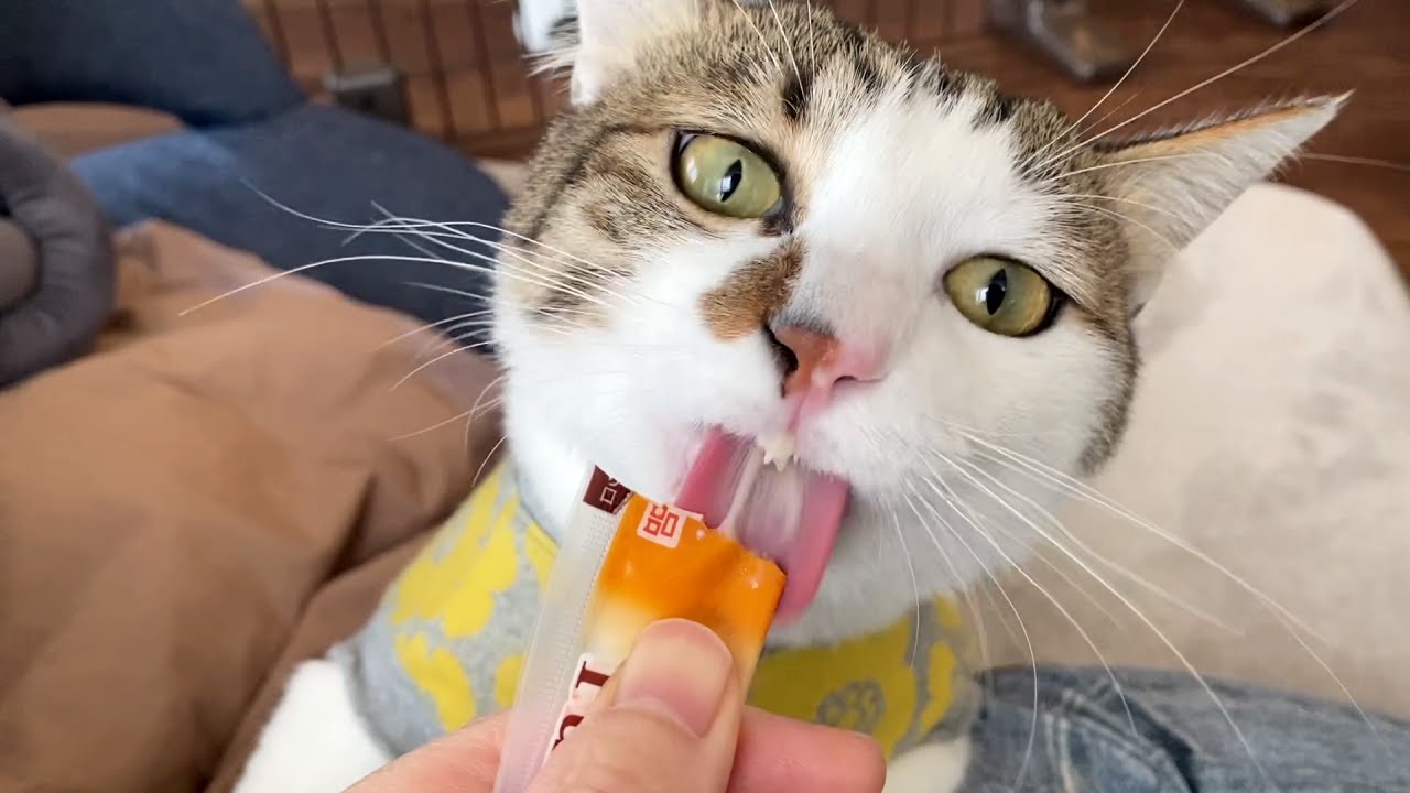 猫、我が家で初めてのチュールに大興奮！