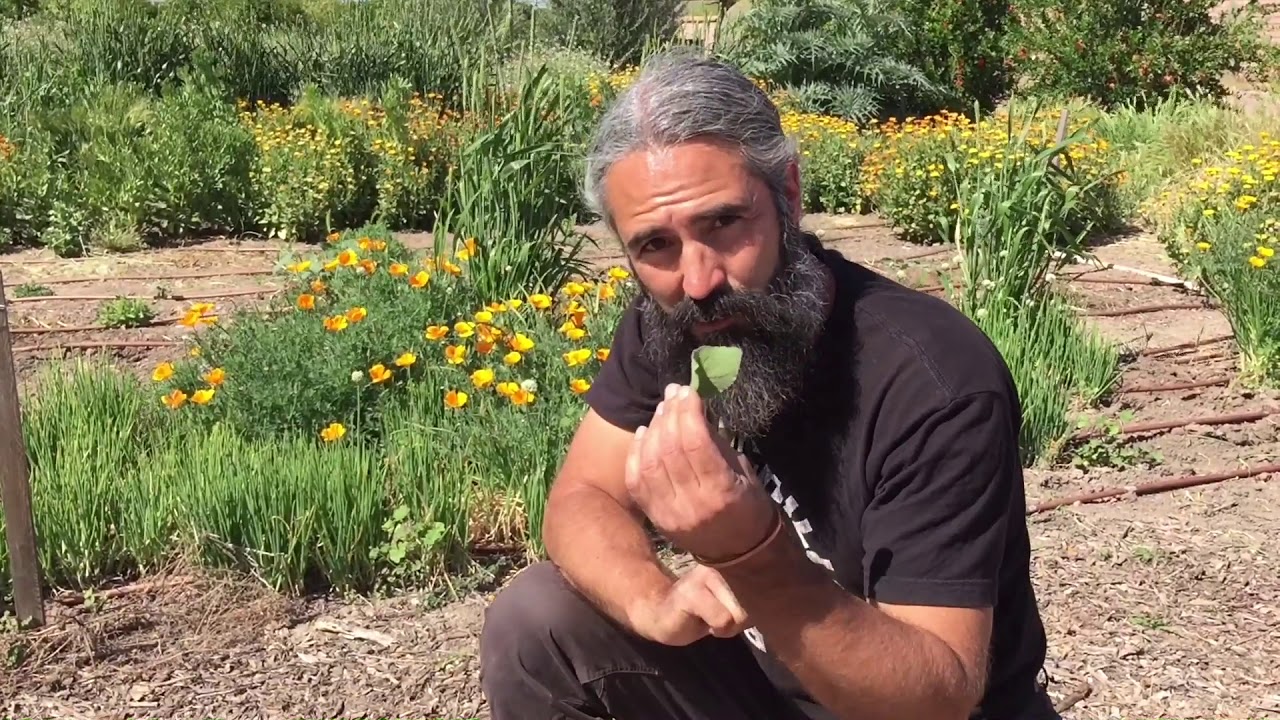 Herbalist John Slattery on Mission Garden Herbs
