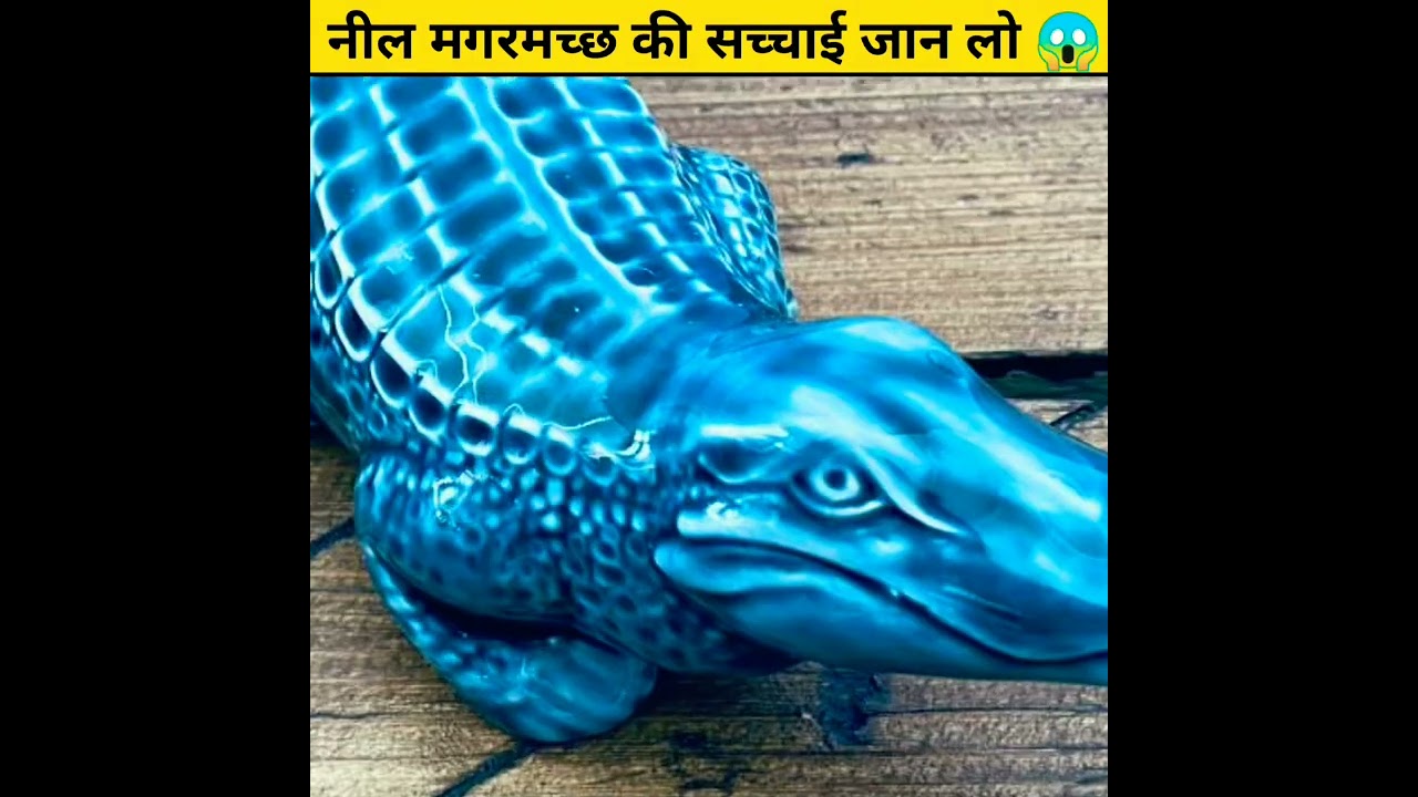 नील मगरमच्छ 🐊की सच्चाई जान लो 😱 | Blue Crocodile Reality |#shorts #facts #viral  #factsinhindi