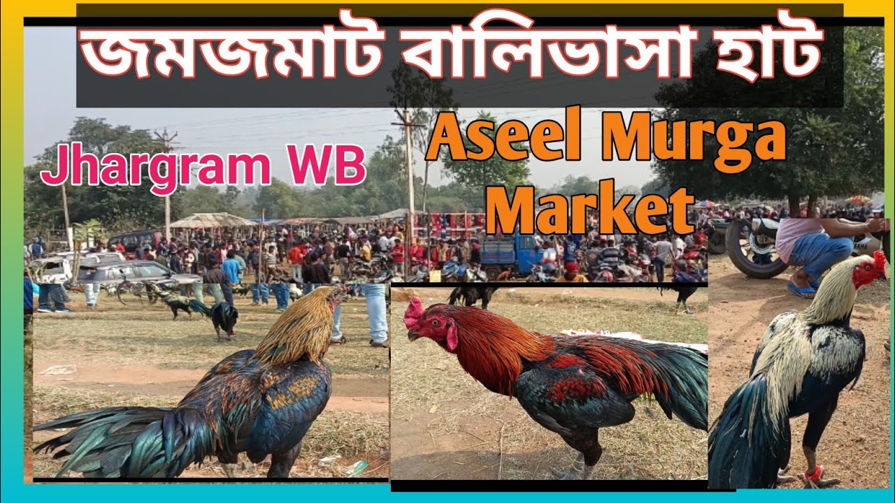 Balibhasa hat|Poradih|Kukru hat|Balrampur|feko|Jhargram|WB |Recent Aseel murga price update in India