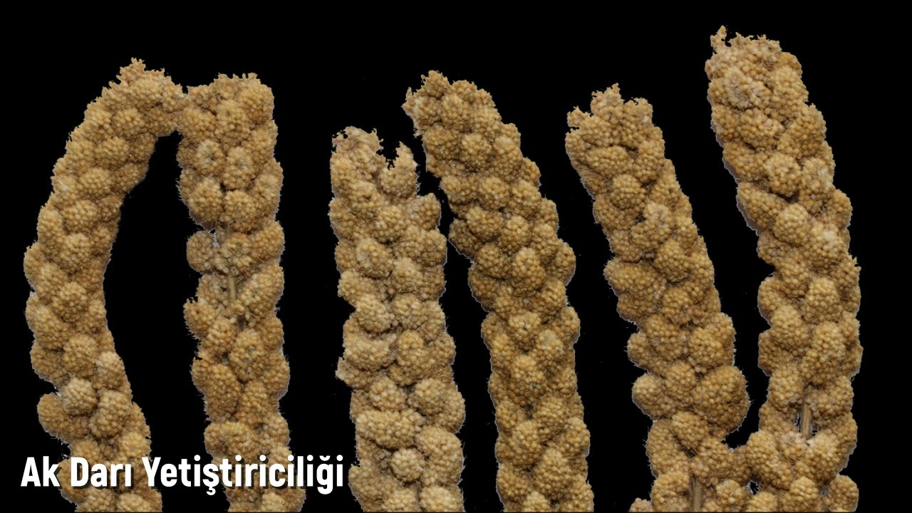 Ak Darı (Dal Darı) Nasıl, Nerede Yetişir, Faydaları Nelerdir