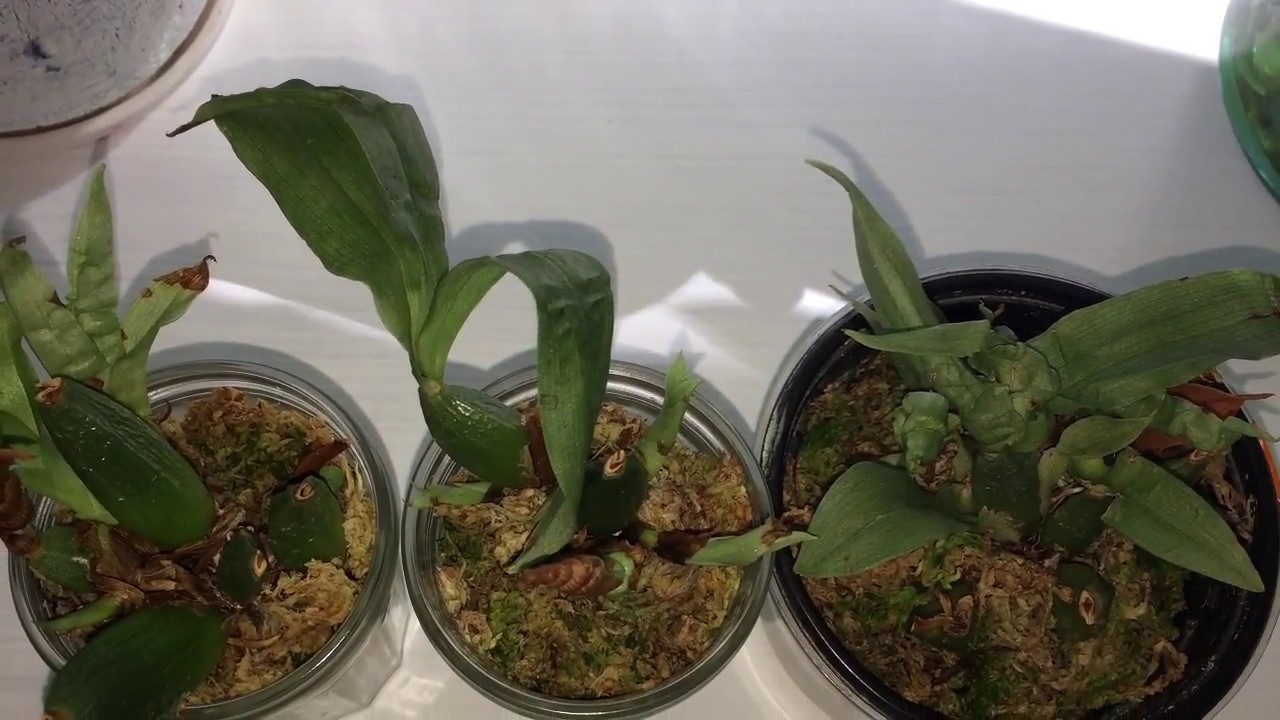 Уход за Проминеей Promenaea citrina x (Limelight x xanthina)