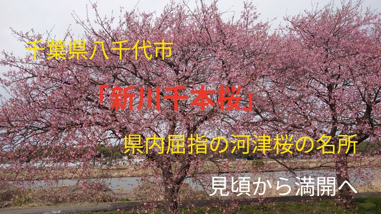 八千代新川千本桜　河津桜2026年