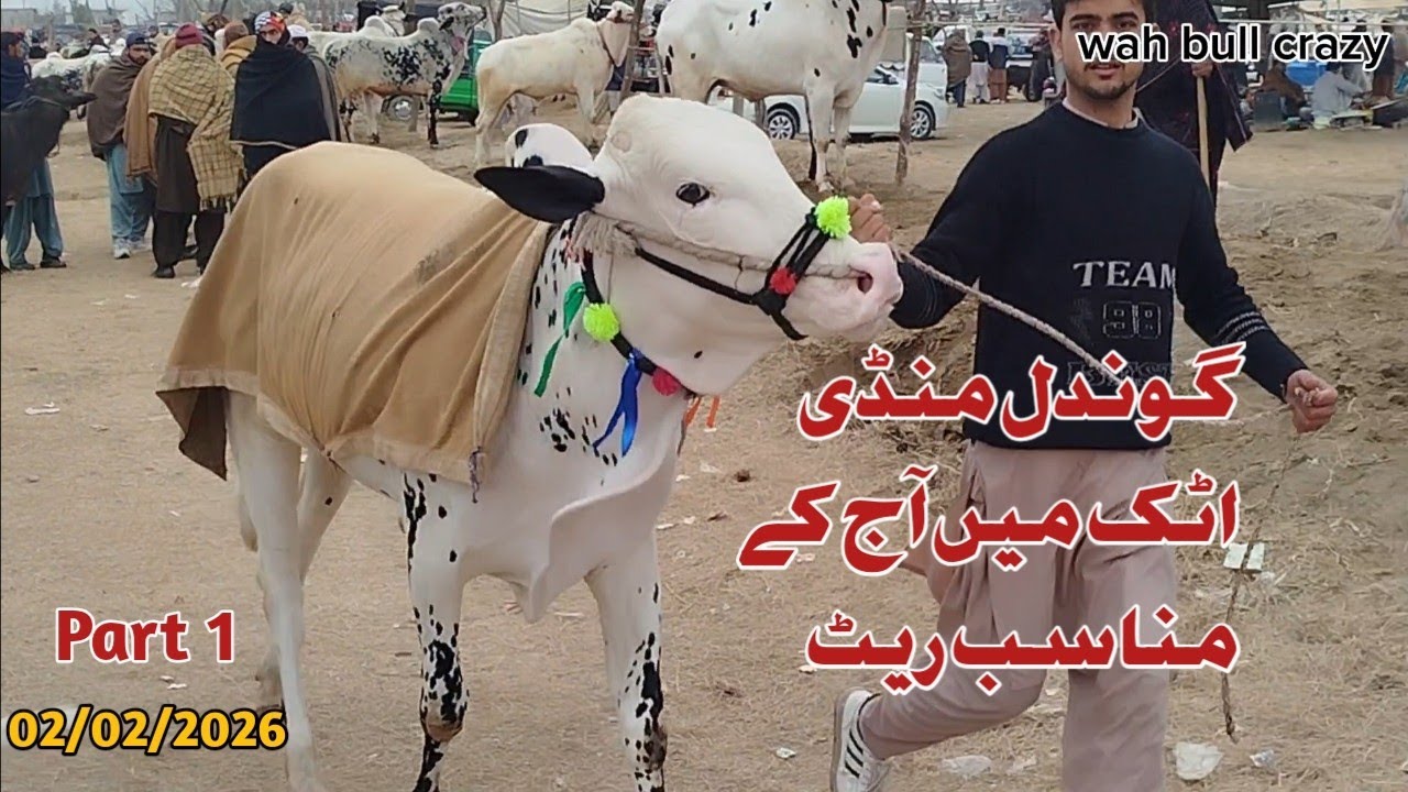 Today Gondal Mandi Attock Latest 2/2/2026 Fatehjangi Rate's Update @WahbullcrazyQurbani Collection26