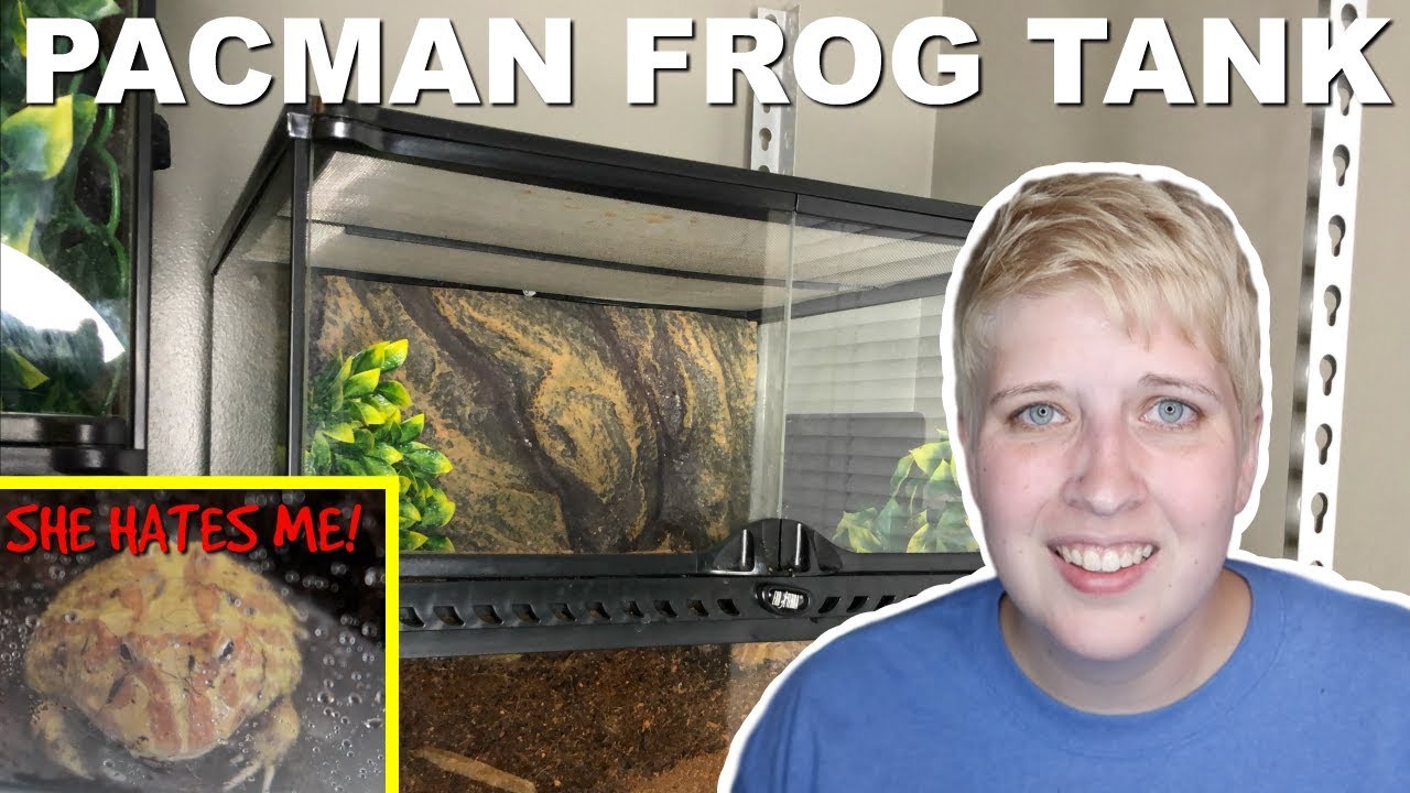 ЧИСТКА И ПОЛНАЯ УСТАНОВКА ИГРУШКИ PACMAN FROG TANK