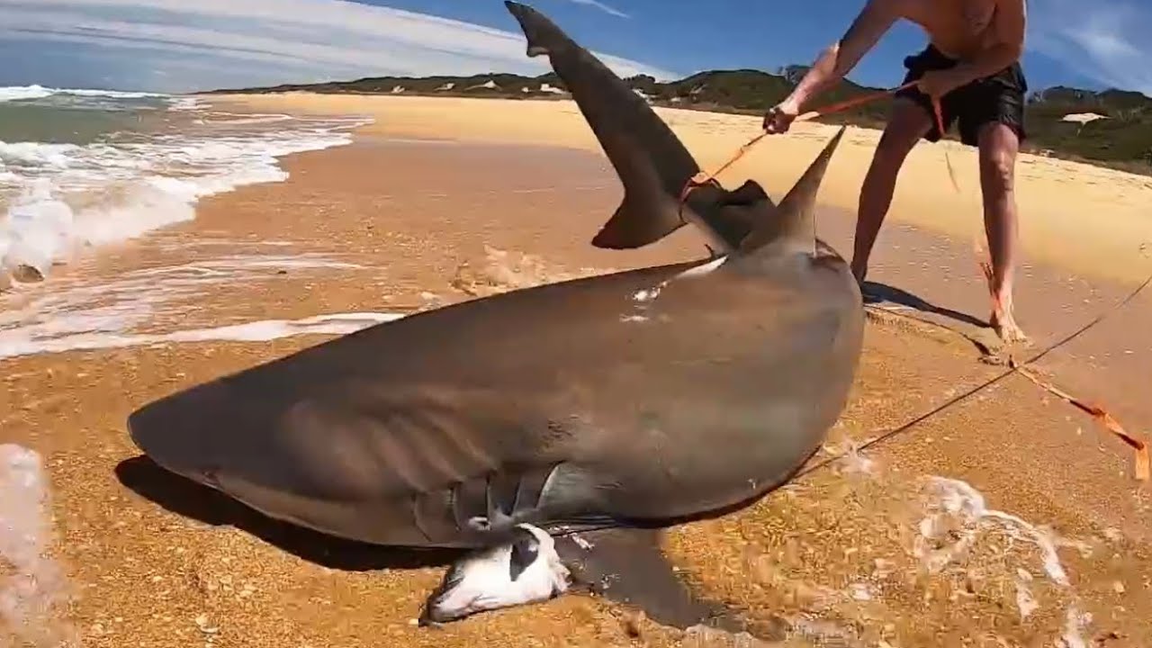 ABSOLUTE MADNESS!  Guys go neck deep and wrestle these beasts!