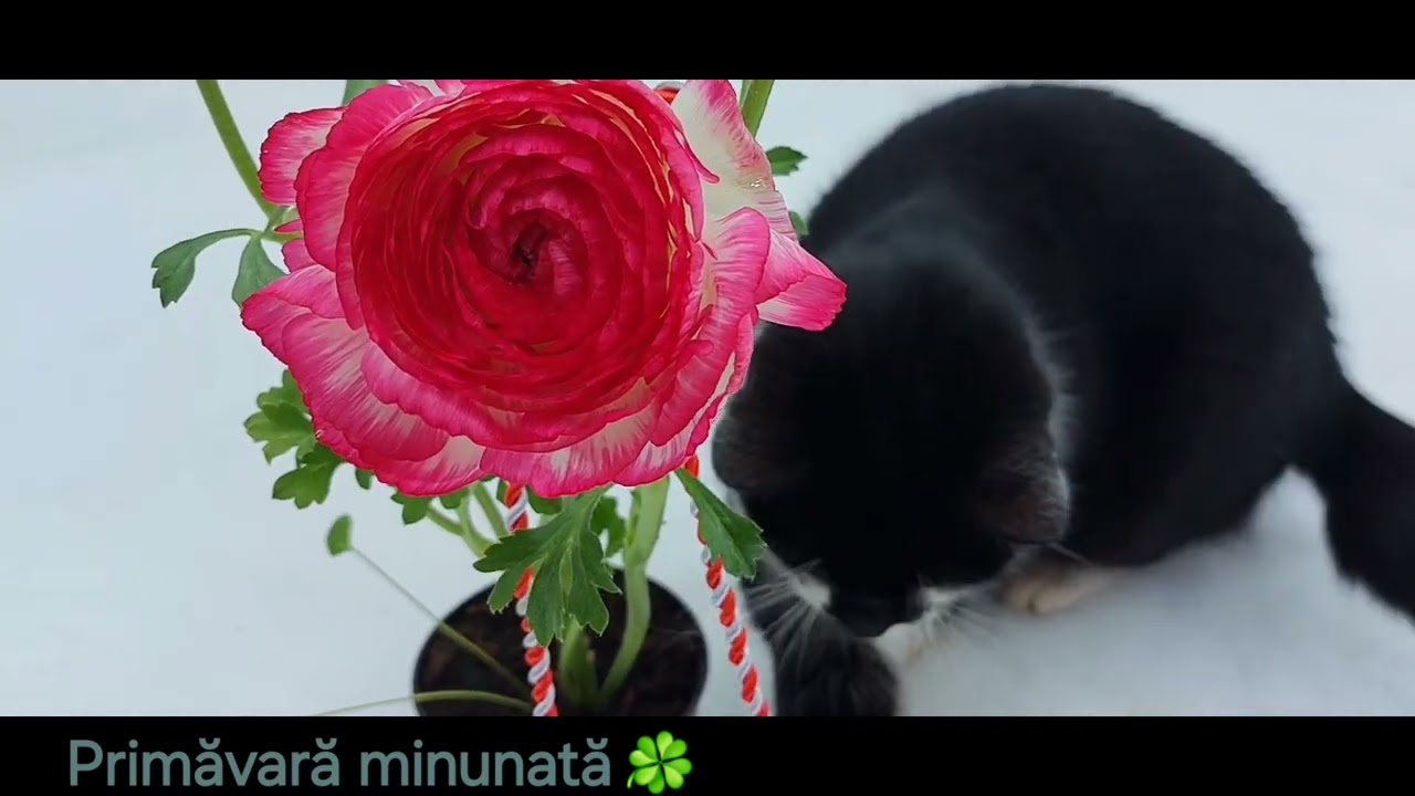 Vine, vine primăvara! 🍀