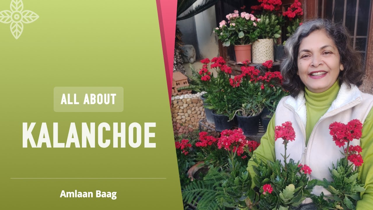 All About Kalanchoe | Time To Buy This Long Lasting Flowering Plant | सर्दियों में कलांचू जरूर लगाएं