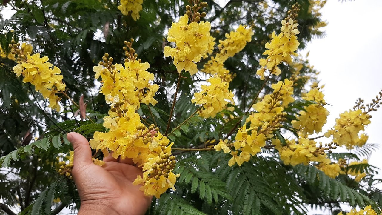 Peltophorum dubium / Ibirapitá / flora argentina / Leyenda Ibirapitá / Yvyrá-pytá / Árbol de Artigas